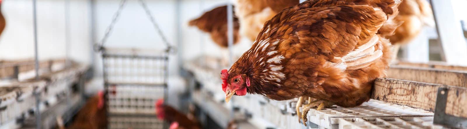 Chickens kept indoors