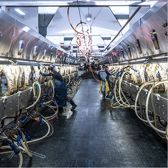 Two workers are busy in a modern, well-lit milking parlor, attaching milking equipment to rows of cows lined up on both sides.
