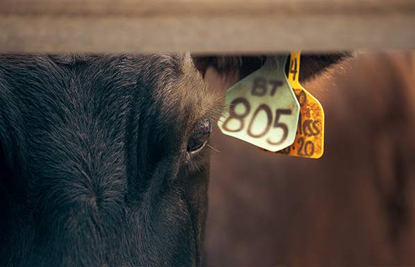 close up beef cow