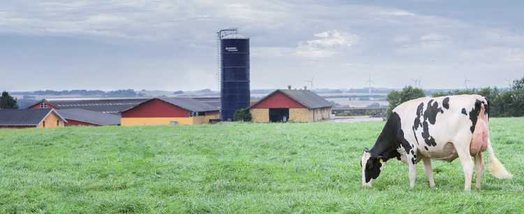 Veterinarian Farmer - YMCP Vitall - testimonial Niels-Erik Haahr 