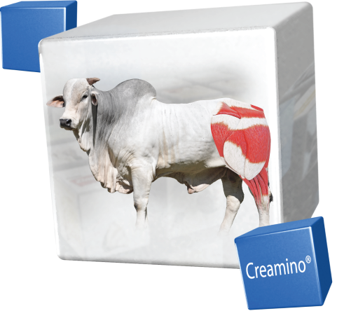 Cubo onde o Creamino age bovino