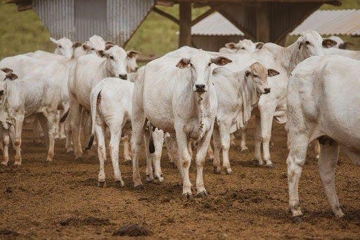 Lote de vacas nelore próximos ao cocho e sobre solo de chão batido.