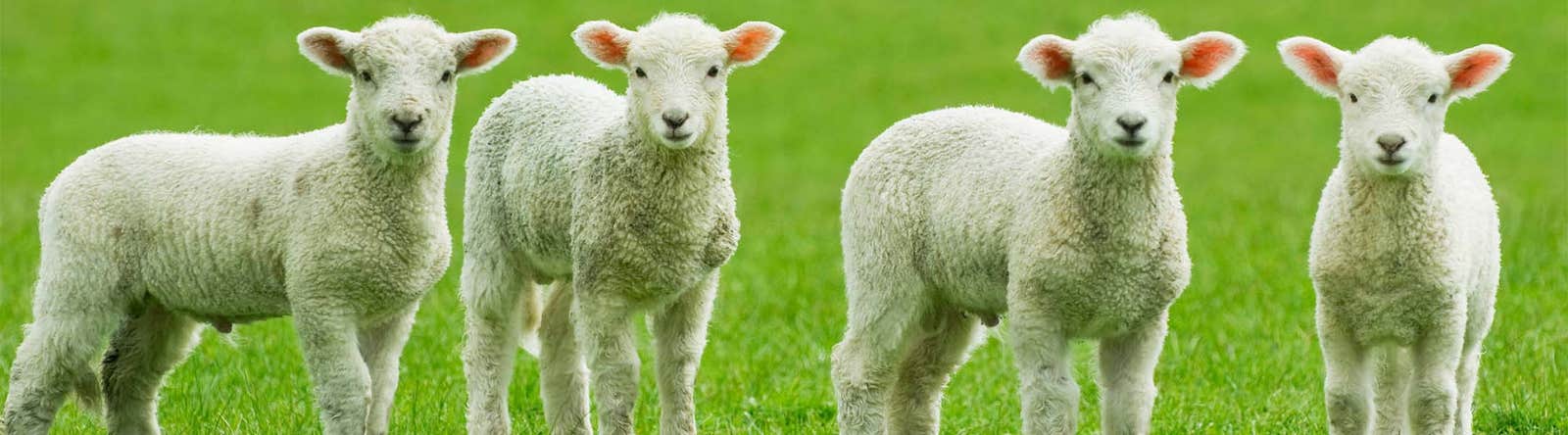 Lambs at risk of nematodirus which can be treated with Rycoben wormer