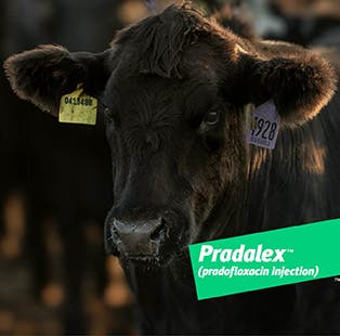  A close-up of a black calf with ear tags, looking forward, with a green banner overlay featuring Pradalex™ (pradofloxacin injection) branding.