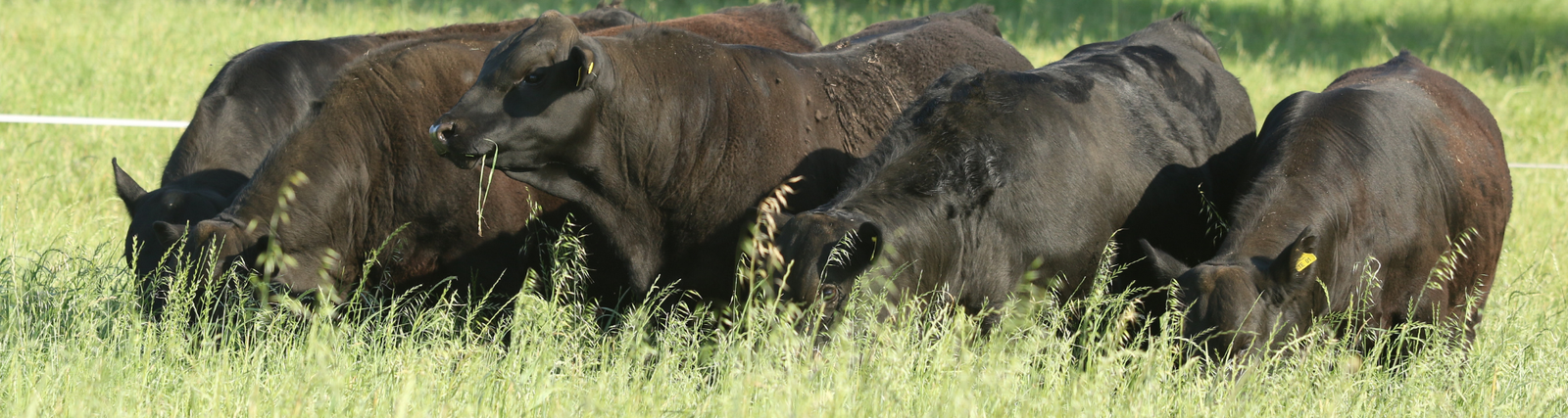 Touros angus no pasto