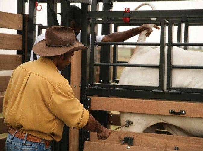 Funcionário fazendo marcação a fogo em bovino nelore no tronco de contenção