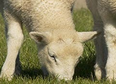 Lambs at risk of coccidiosis