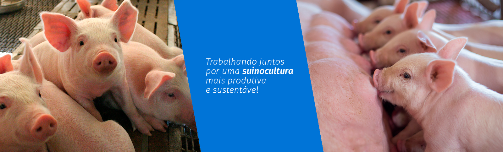 Produtos Elanco para suínos banner
