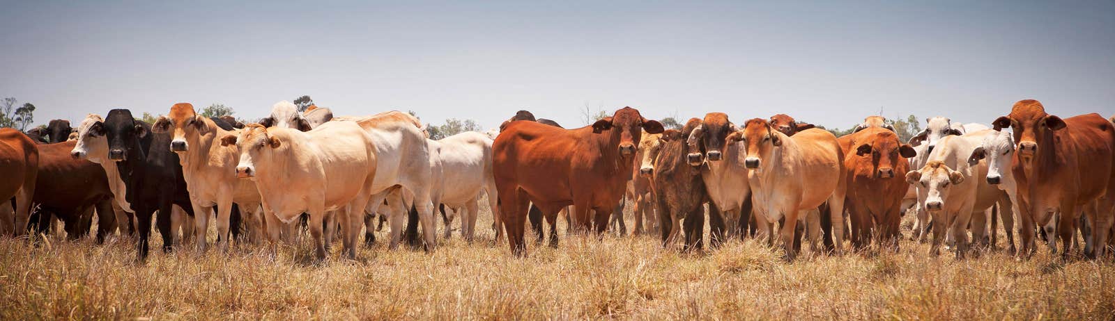 Australian Beef