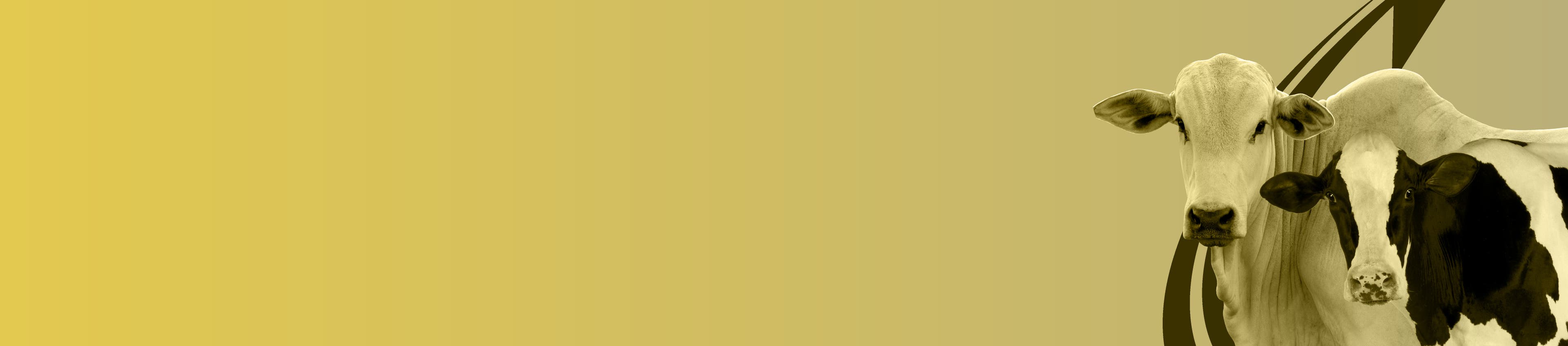 banner página Kinetomax