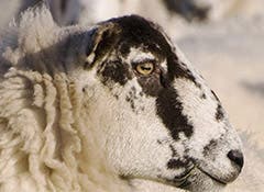 Faecal Egg Counting indicates the worm burden in sheep