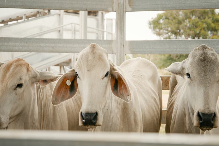 Animal Health Expertise