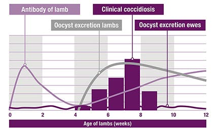 Immunity of lambs to coccidiosis