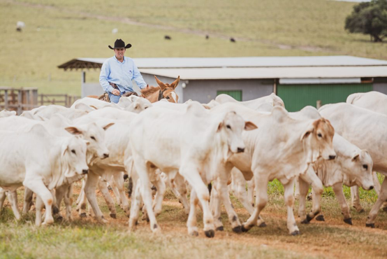 Lote de garrotes nelore sendo conduzidos no pasto por um peão montado a cavalo