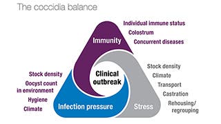 The coccidia balance in lambs and calves