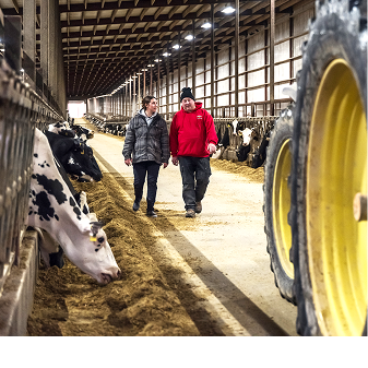A man and a woman walk down the central aisle of a large dairy barn, past rows of Holstein cows and a large yellow tractor wheel in the foreground.