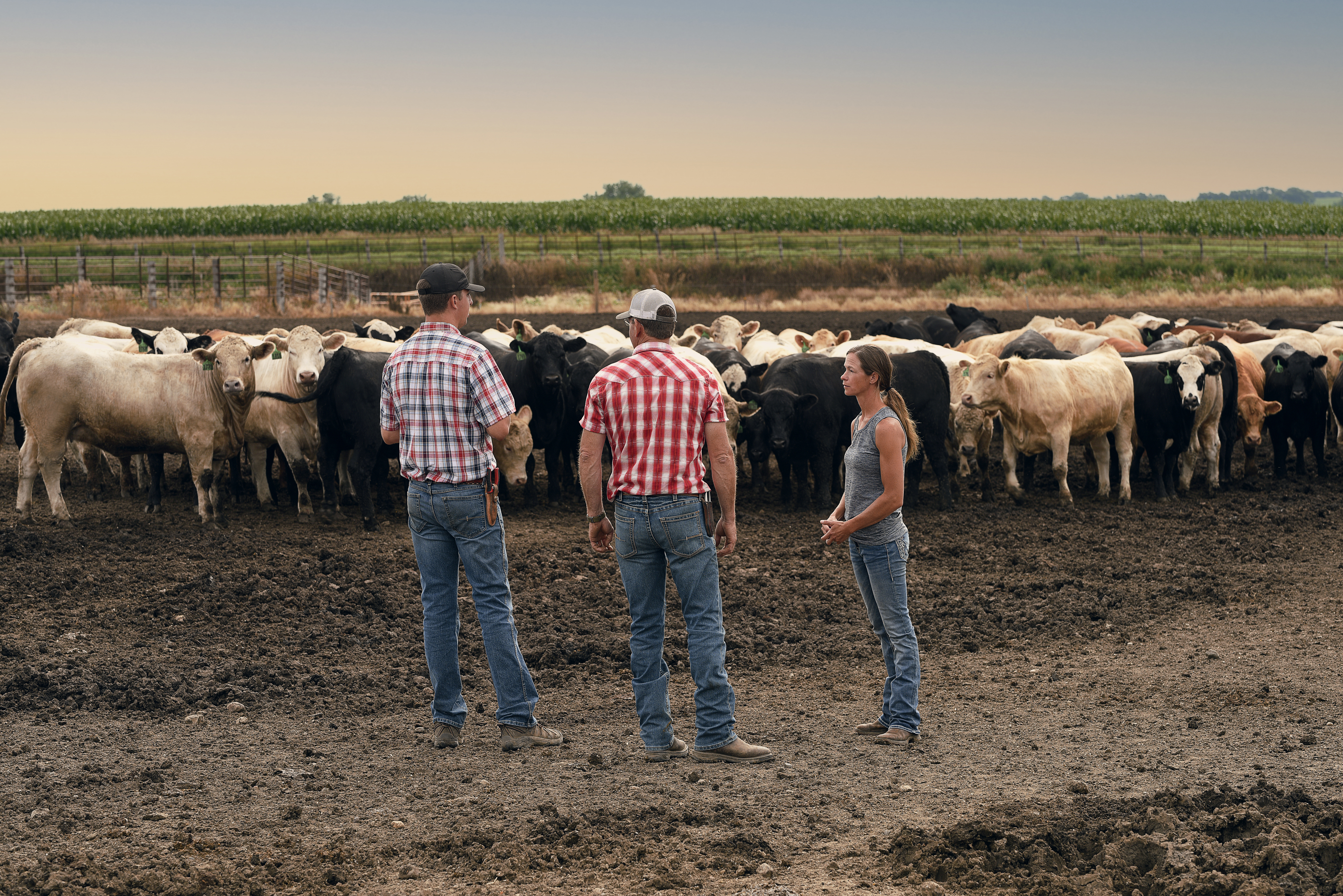 Producers standing with cattle in feedyard