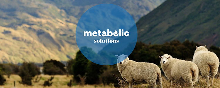 Metabolic solutions - sheep