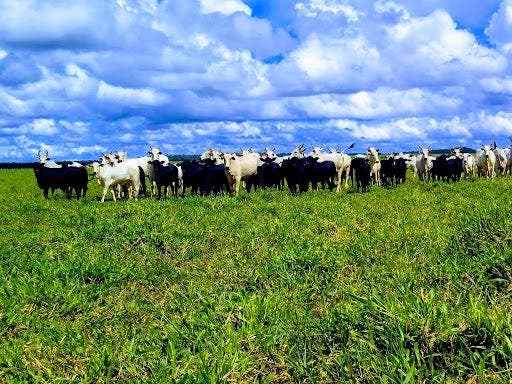 vacas nelore no pasto com bezerros