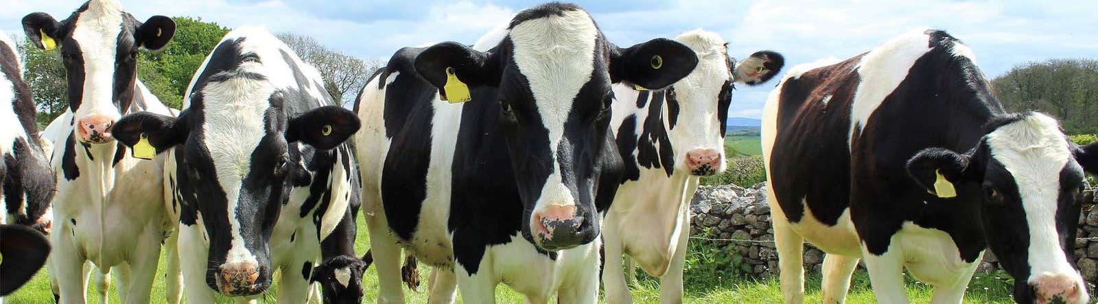 Dairy cows can be badly affected by ectoparasites including flies, lice and mange
