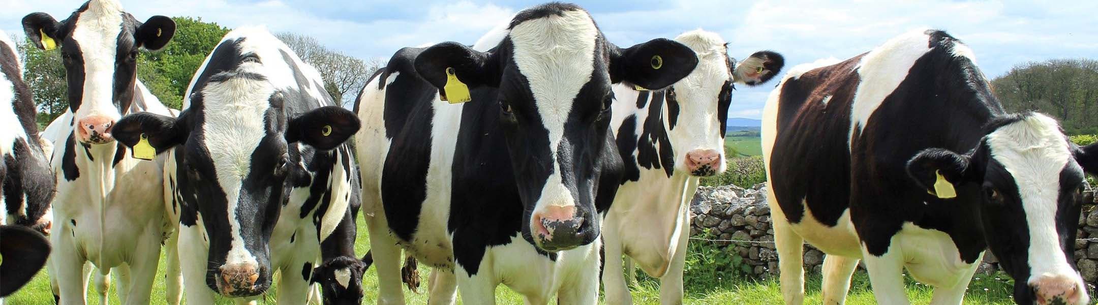 Dairy cows can be badly affected by ectoparasites including flies, lice and mange