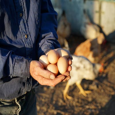 Farmer Holding Eggs
