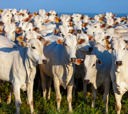 Novilhas nelore em ambiente de pasto