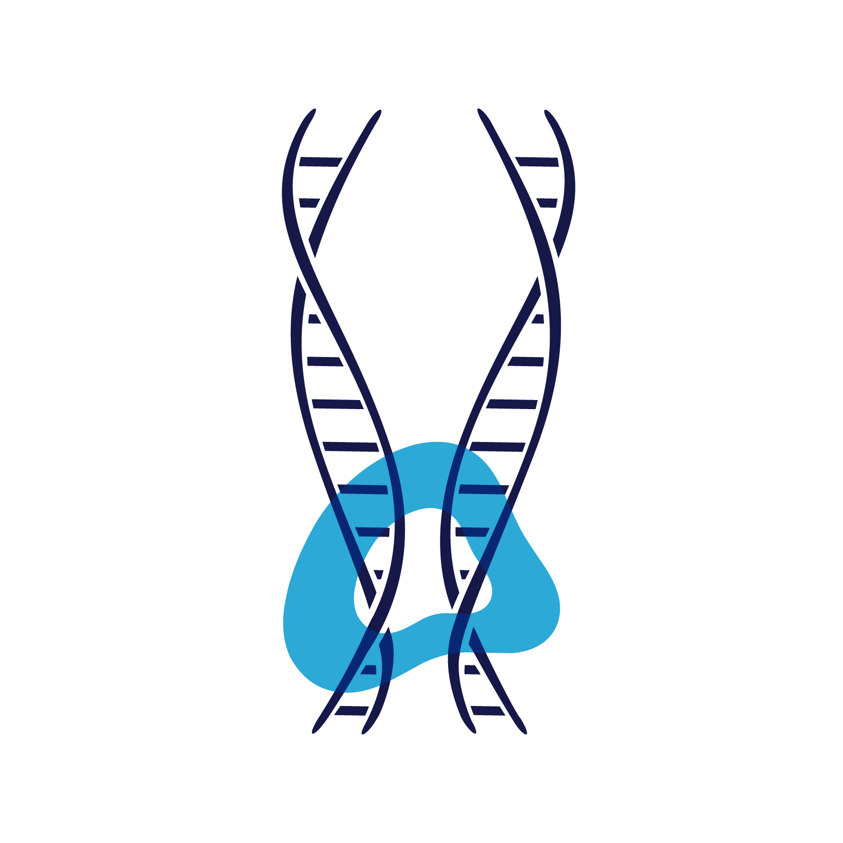 This image shows the enzyme separates the identical DNA copies into sister cells.