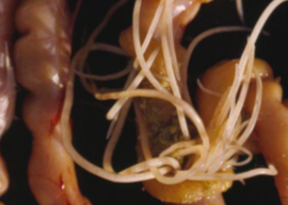 Large roundworms