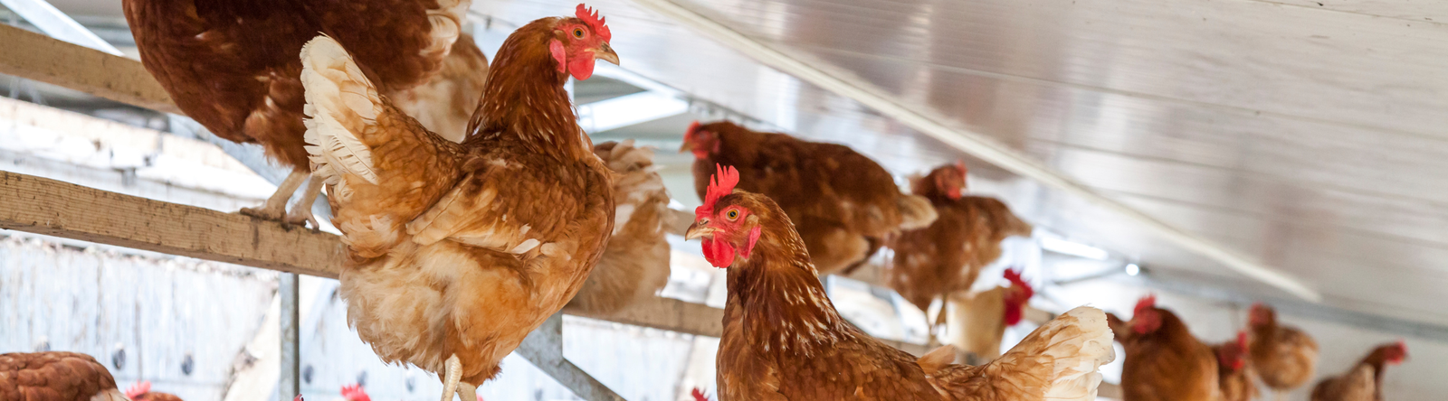 Poultry in barn