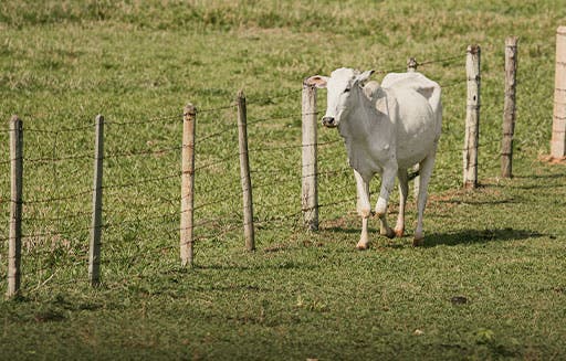 Gado passeando no pasto perto da cerca 