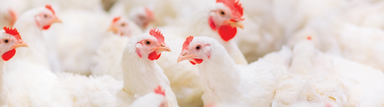 Products, Resources and Programs for Healthy Poultry