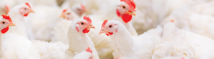 Gruppe af kyllinger der går sammen indendørs på en gård med fjerkræ 
