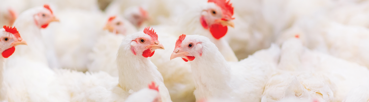 Group of chickens together in an indoor poultry farm