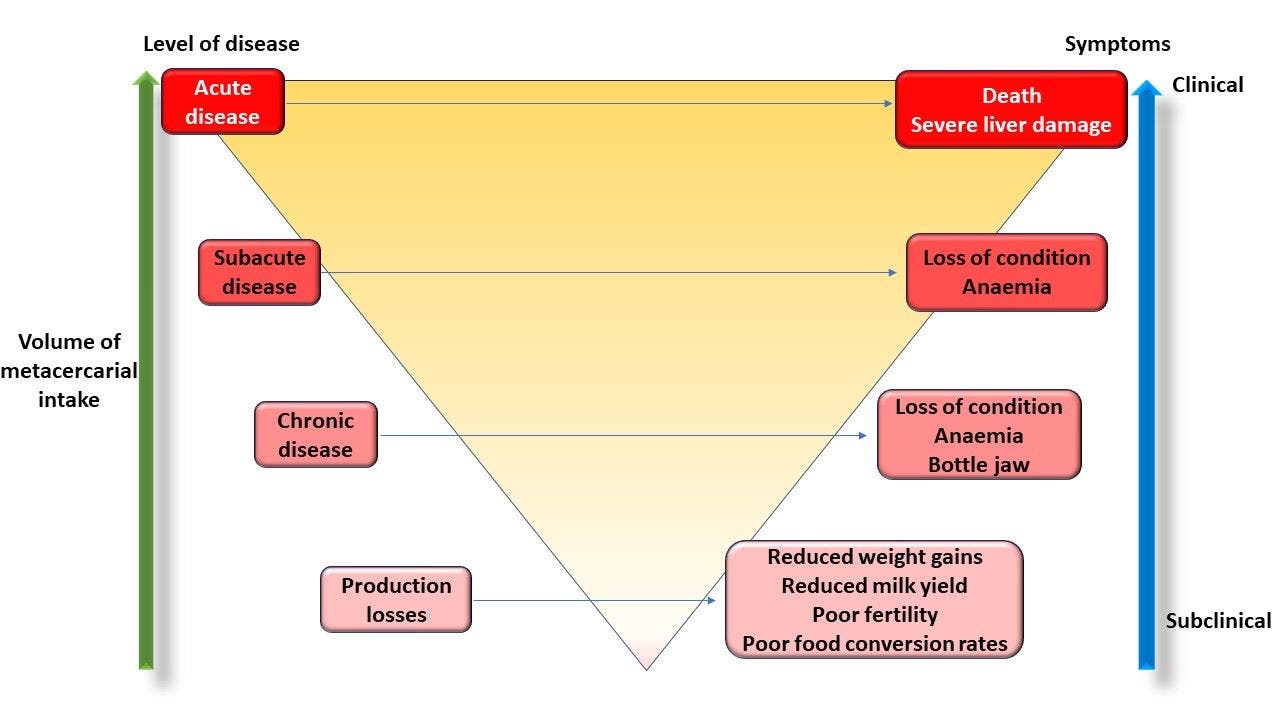 Progression of liver fluke disease in sheep and cows