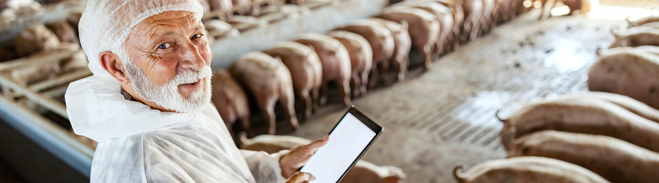 Veterinarian examining pigs during the feeding