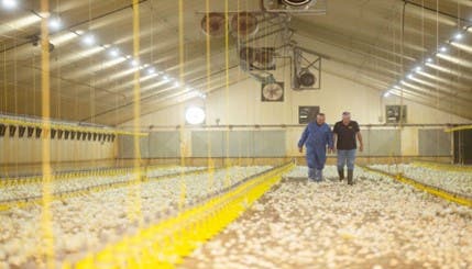 Goed stalmanagement is essentieel bij de preventie van coccidiose