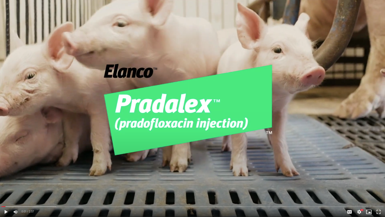 The video explains how Pradalex works for treatment of swine respiratory disease.