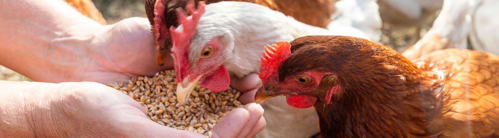 Chickens being hand fed