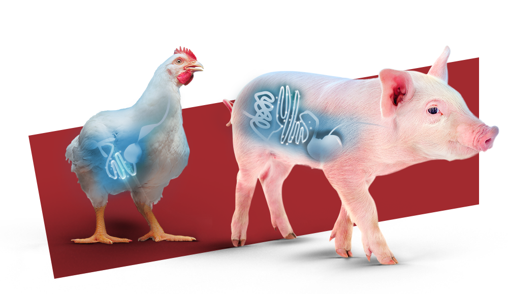 Sempre em sinergia...Por ser uma enzima poupadora de energia e focada na quebra dos β-mananos, HemicellTM HT é compatível e sinérgica com enzimas liberadoras de nutrientes, tais como carboidrases, fitases e proteases.Resultados comprovados* Melhora a integridade intestinal.23* Melhor desempenho zootécnico.* Redução do custo alimentar.
