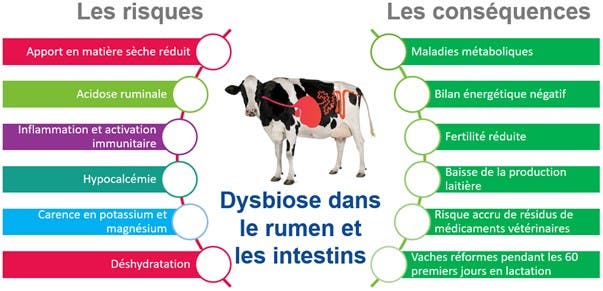 Les risques et les conséquences de dysbiose dans les rumen et les intestins