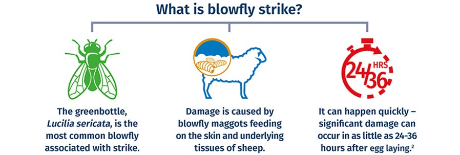 What is blowfly strike in sheep