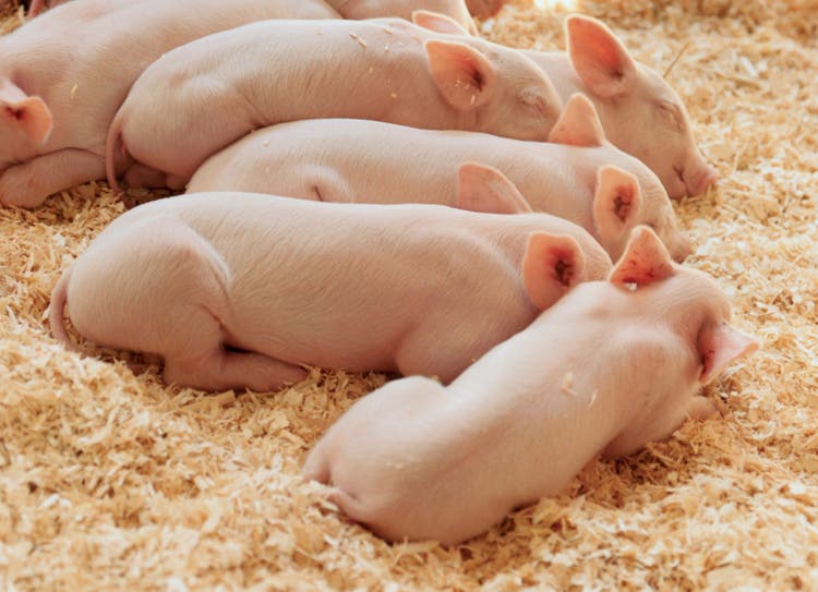 Piglets Sleeping