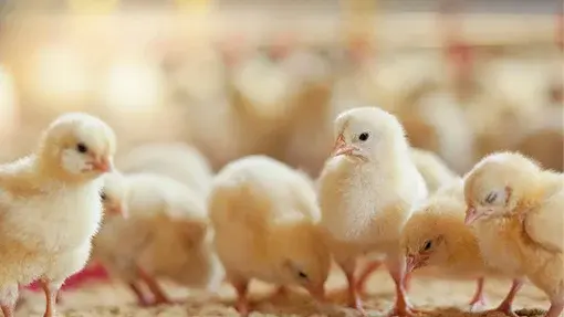 Group of baby chicks