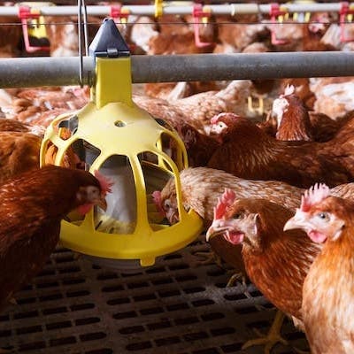 Chickens Feeding