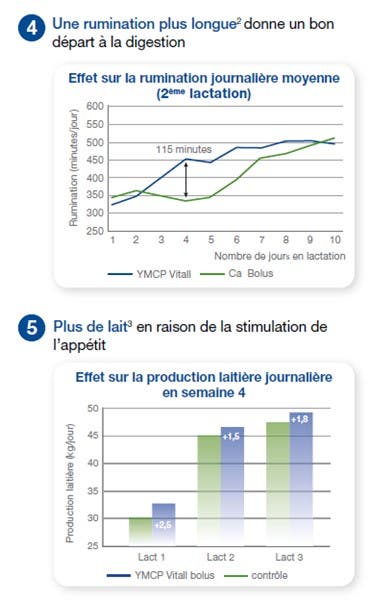 Graphique de l'efficacité YMCP Vitall