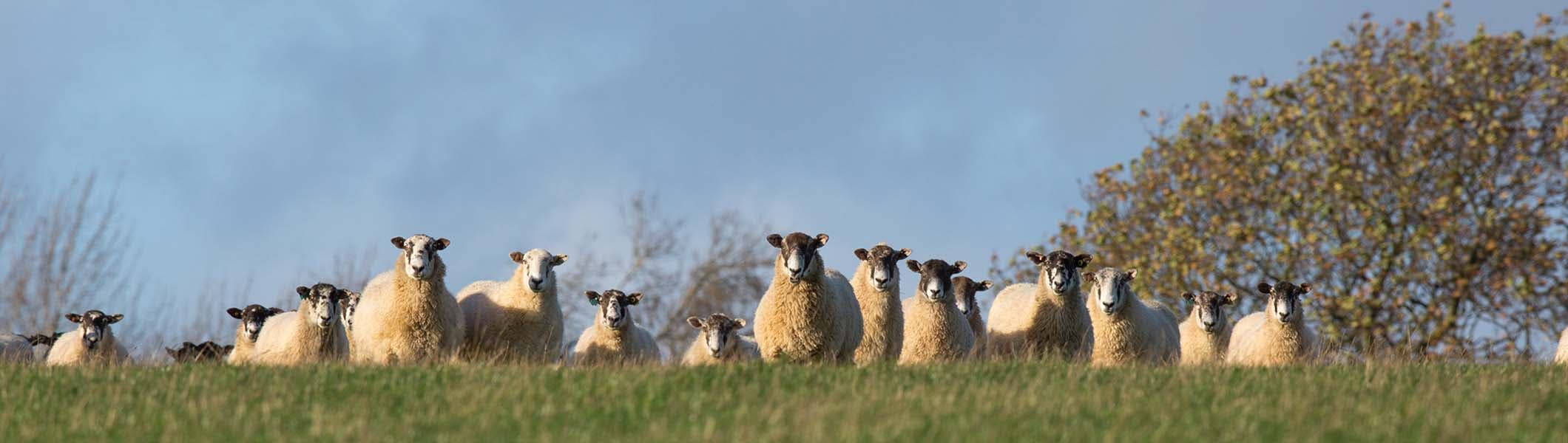 Sheep on the horizon at risk of blowflies