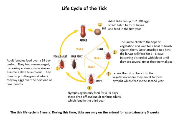 Life cycle of the tick