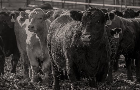 Feedyard
