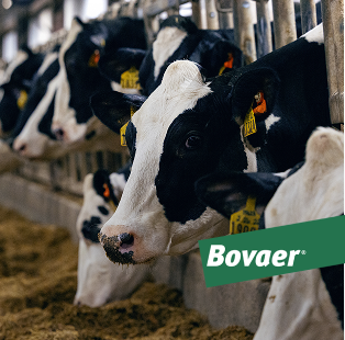 A group of black and white Holstein cows eating from a feed trough in a barn, featuring a green Bovaer logo overlay in the foreground.